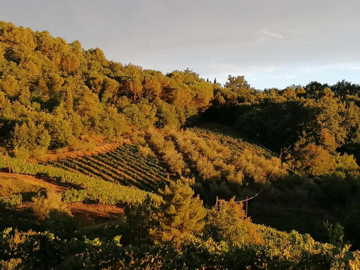 Вілла Agriturismo Poggio All'Olmo Греве-ін-К'янті Екстер'єр фото